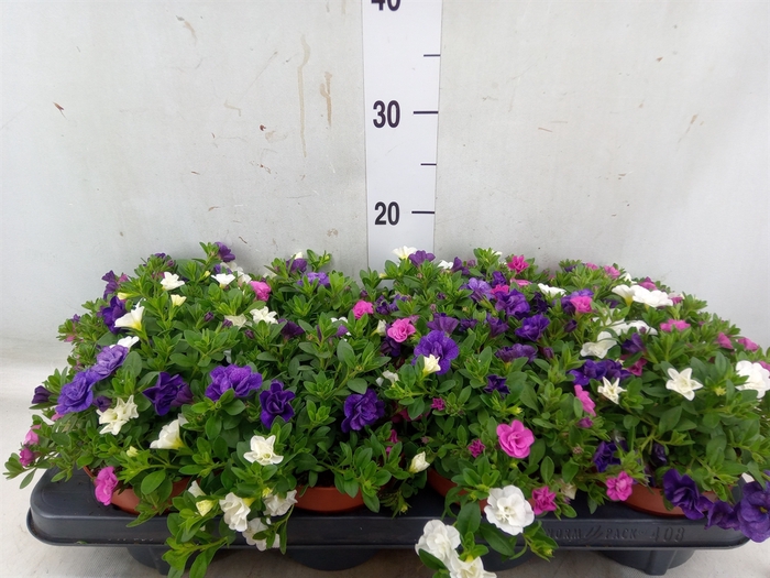 <h4>Calibrachoa  'Trixi Petticoat'</h4>