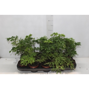 ARVORE DA FELICIDADE P11