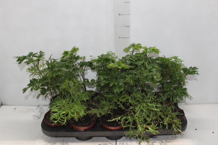 <h4>ARVORE DA FELICIDADE P11</h4>