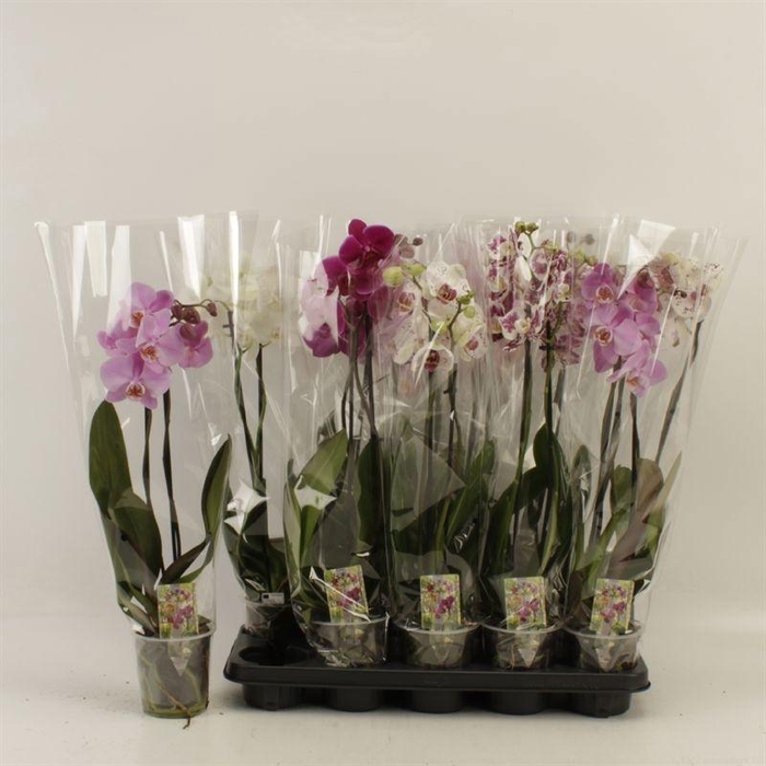 <h4>PHAL GEM</h4>