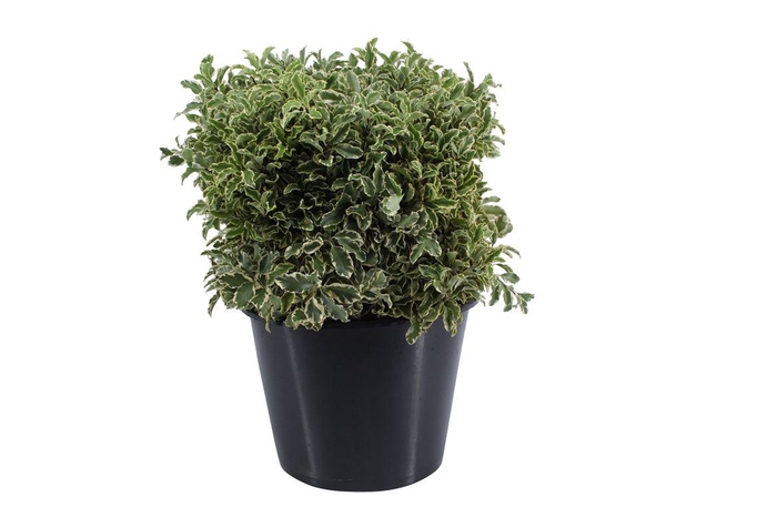 <h4>Pittosporum Nigra</h4>