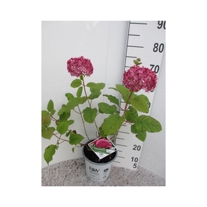 Hydrangea arb. Pink Annabelle 30-40 struik P23