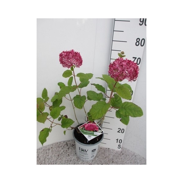 <h4>Hydrangea arb. Pink Annabelle 30-40 struik P23</h4>