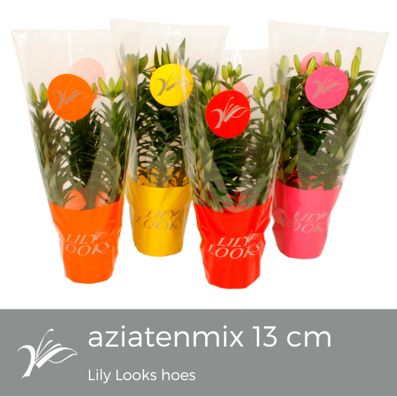 <h4>Lilium 13 cm aziatenmix Lily Looks hoes (az. lelie)</h4>
