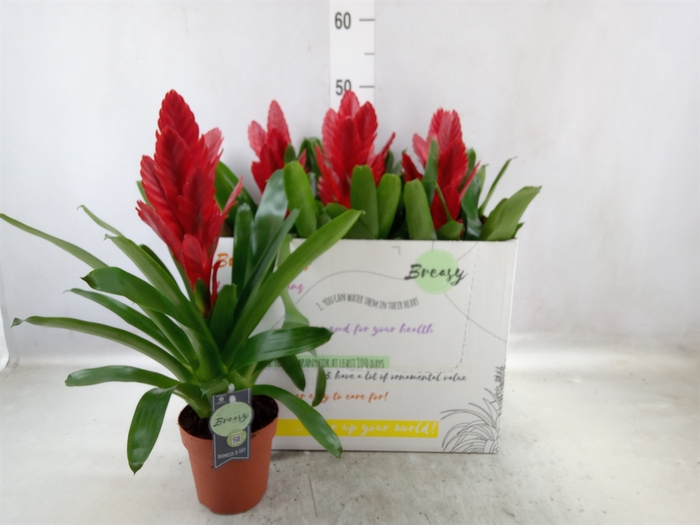 <h4>Vriesea  'Intenso Red'</h4>