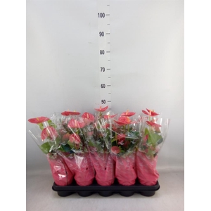 Anthurium andr.   ...