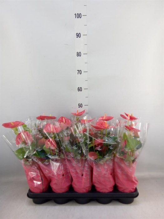 <h4>Anthurium andr.   ...</h4>