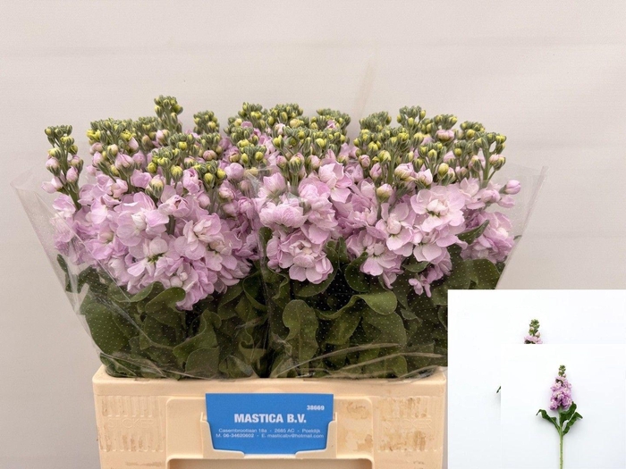 <h4>MATTH MATHILDA PINK</h4>
