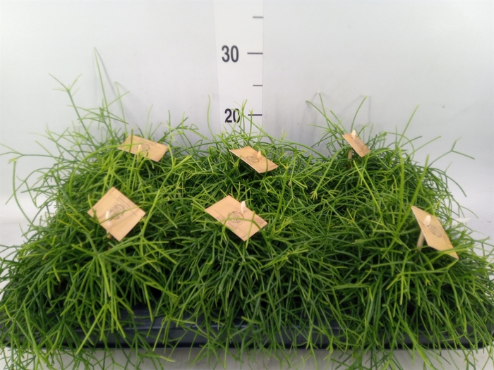 <h4>Rhipsalis   ...</h4>