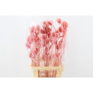 DF Dipsacus Pink Bs 130g