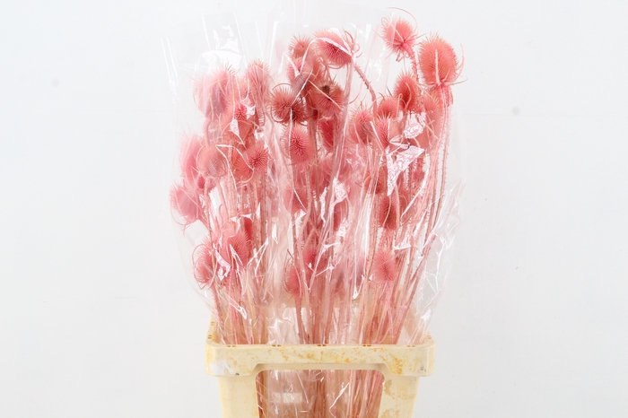 <h4>DF Dipsacus Pink Bs 130g</h4>