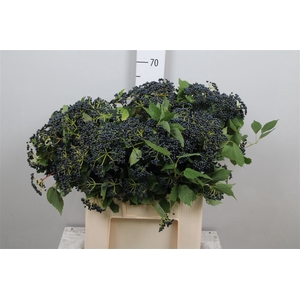 Vibur Dark Bl Herman