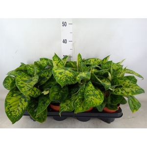 Homalomena wal. 'Camouflage'