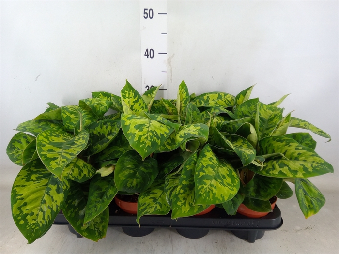 <h4>Homalomena wal. 'Camouflage'</h4>