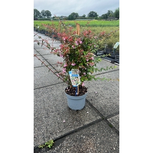 Abelia ‘Edward Goucher’ C5