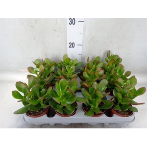 Crassula ovata 'Sunset'