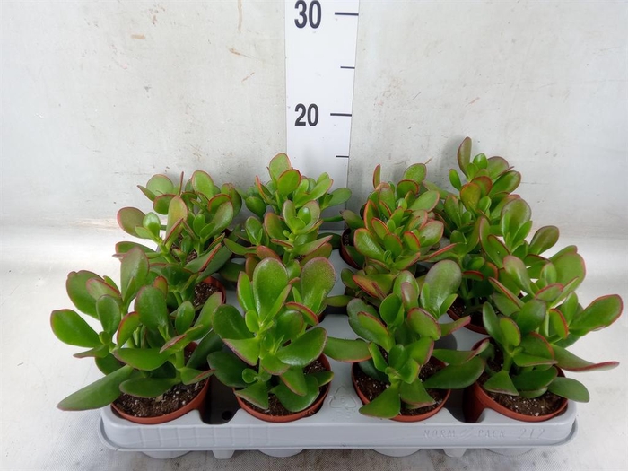 <h4>Crassula ovata 'Sunset'</h4>