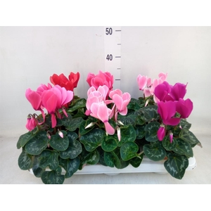 Cyclamen GR 'Vintro'