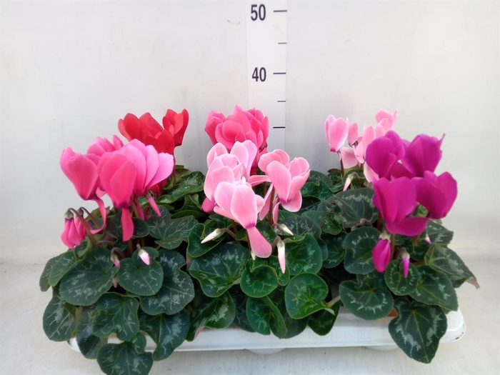 <h4>Cyclamen GR 'Vintro'</h4>