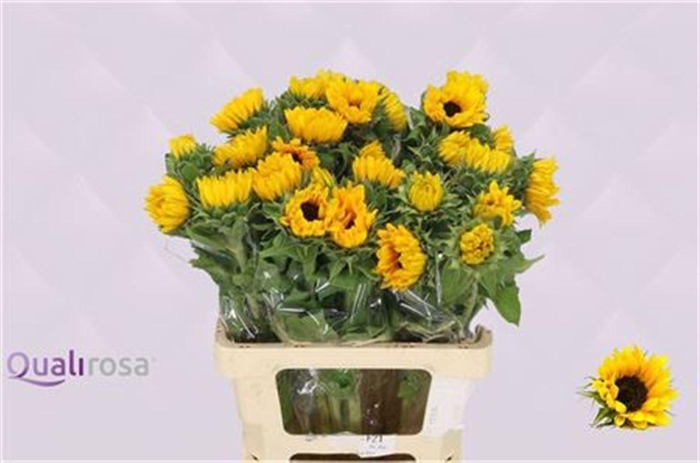 <h4>HELIANTHUS SUNRICH ORANGE</h4>
