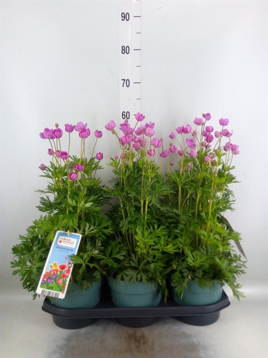 <h4>Anemone lesseri 'SpringBeau Pink'</h4>