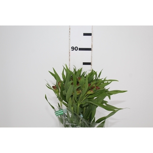 ALSTROEMERIA CHEERIO 080 CM