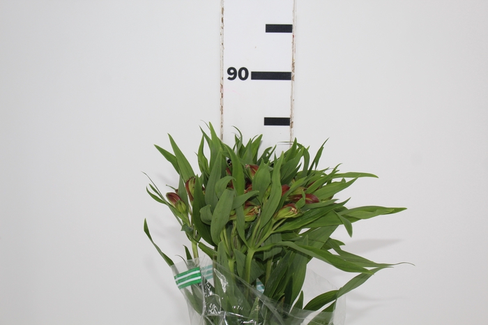 <h4>ALSTROEMERIA CHEERIO 080 CM</h4>
