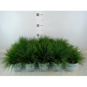 Festuca glauca 'Compacta Blue'