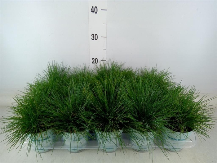 <h4>Festuca glauca 'Compacta Blue'</h4>