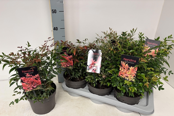 <h4>NAND DOMESTICA</h4>