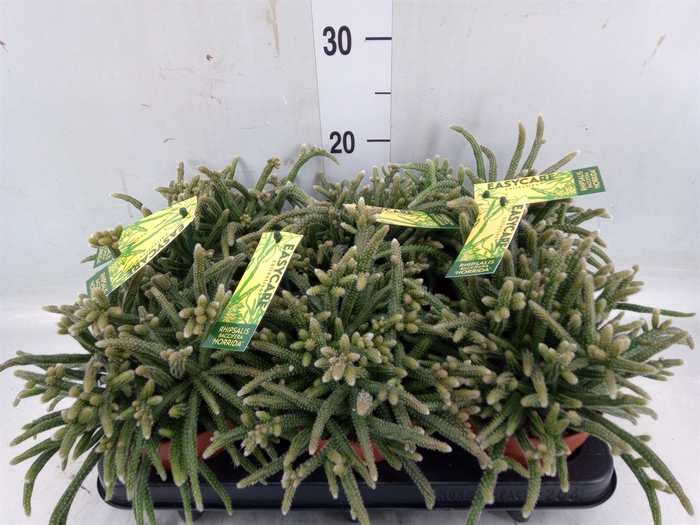 <h4>Rhipsalis baccifera subsp. horrida</h4>