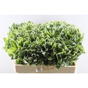 Deco Gr Pittosporum (murkas)