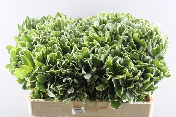 <h4>Deco Gr Pittosporum (murkas)</h4>