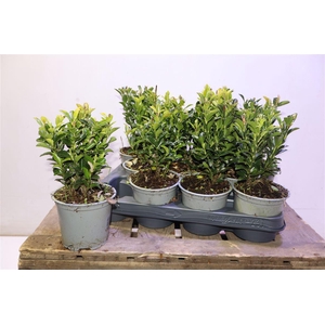 Euonymus Ja Gr Spire