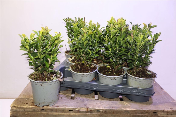 <h4>arr8 Euonymus Ja Gr Spire</h4>