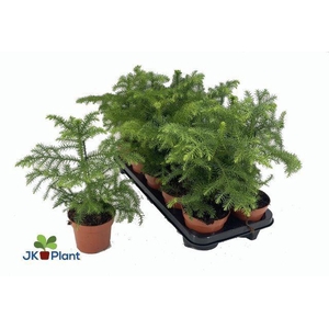 Araucaria heterophylla