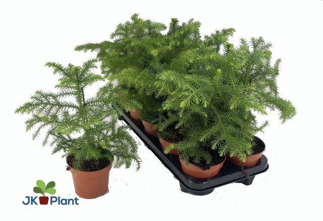 <h4>Araucaria heterophylla</h4>