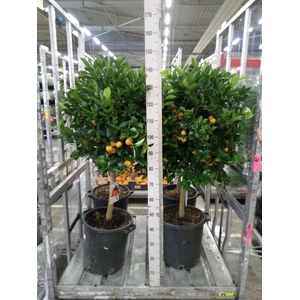 Citrus   ...