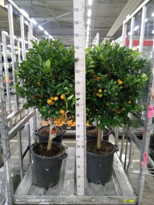 <h4>Citrus   ...</h4>