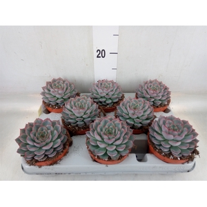 Echeveria  'Hercules'