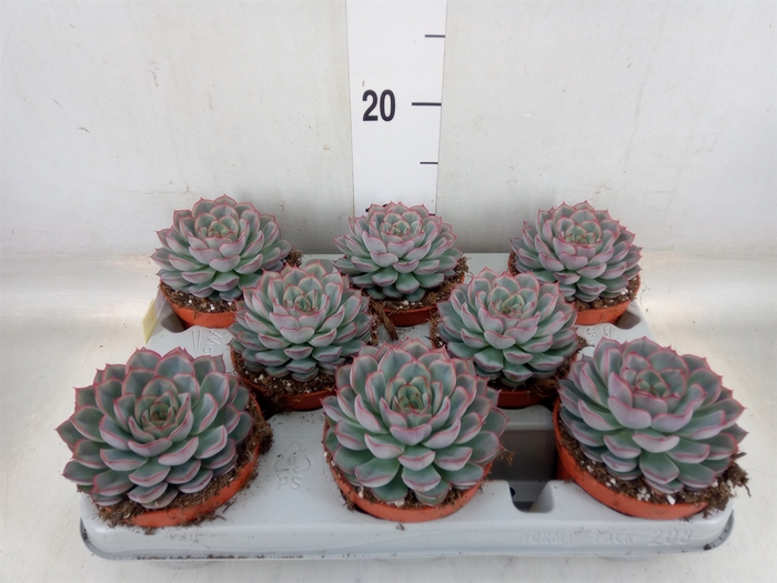 <h4>Echeveria  'Hercules'</h4>