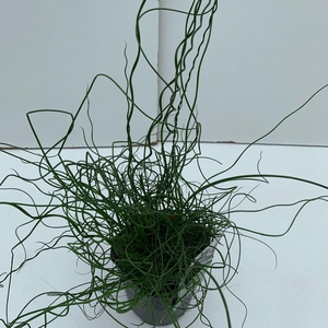 Juncus Spiralis