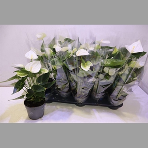 Anthu An Sierr White