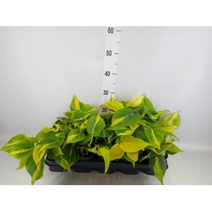 Philodendron scand. 'Brasil'