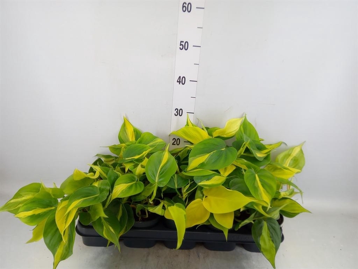 <h4>Philodendron scand. 'Brasil'</h4>