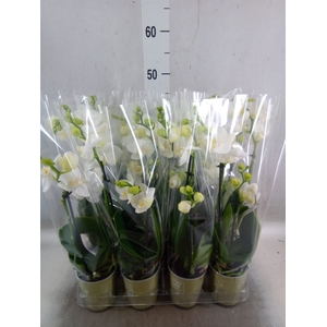 Phalaenopsis   ...white