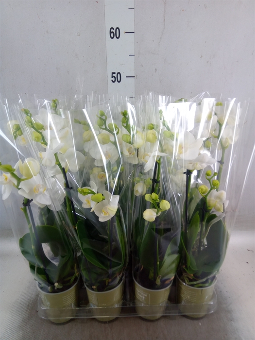 <h4>Phalaenopsis   ...white</h4>