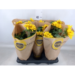 Helianthus an. 'Sunsation Flame'