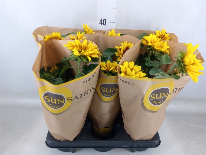 <h4>Helianthus an. 'Sunsation Flame'</h4>