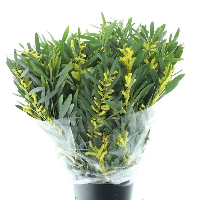 <h4>Mimosa Ciniglia (rups)</h4>